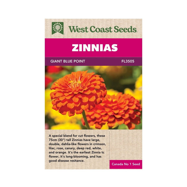blue zinnia flower seeds Giant Blue Point Formula Zinnia Seeds