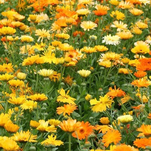 Flowers - Pacific Beauty Mix Calendula Seeds 1g (Approx. 150 seeds) - Indoor Farmer