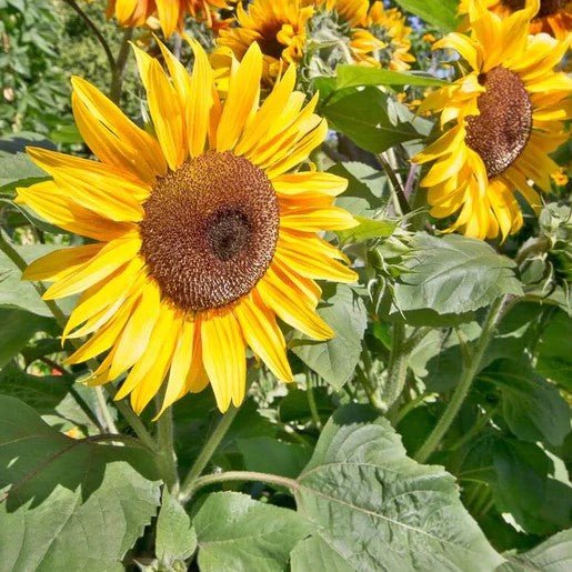 Flowers - Peredovik Organic Sunflower Seeds 5g (Approx. 90 seeds) - Indoor Farmer