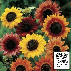 Flowers - Sunflower Mix Seed - Indoor Farmer