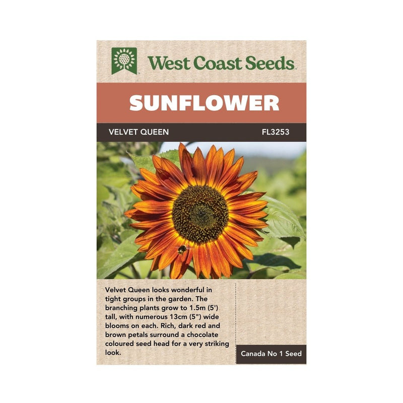 Flowers - Velvet Queen Sunflower Seeds 2g (Approx. 62 seeds) - Indoor Farmer