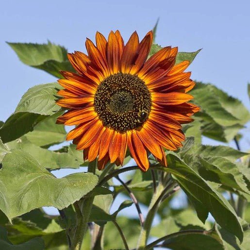 Flowers - Velvet Queen Sunflower Seeds 2g (Approx. 62 seeds) - Indoor Farmer