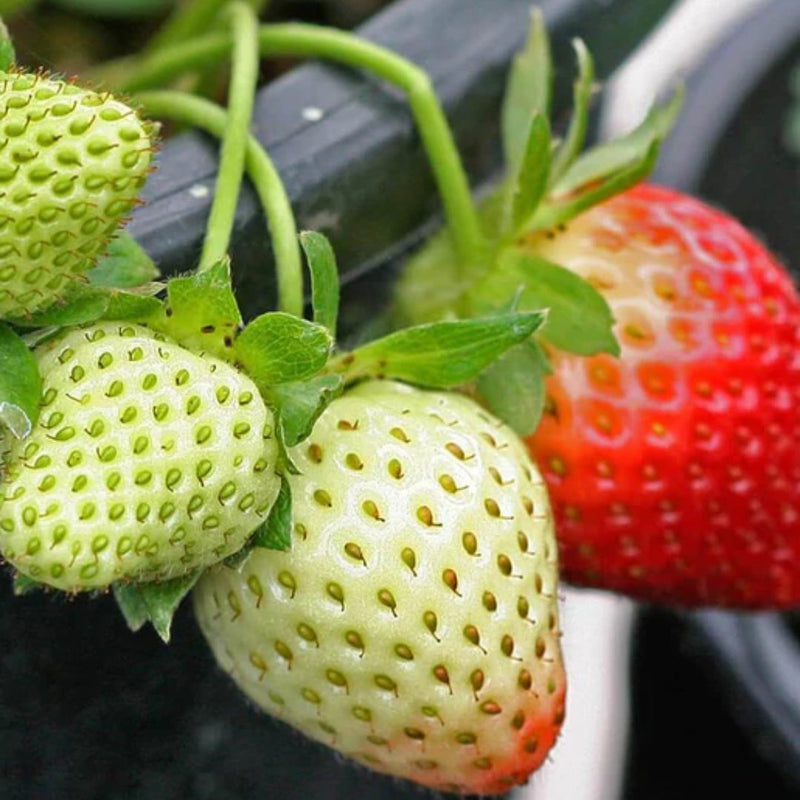 Fruit - Fresca Strawberry Seeds - Indoor Farmer