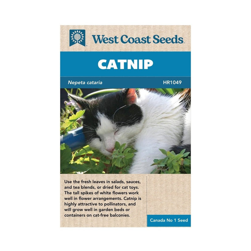 Herbs - Catnip Seeds Nepeta - Indoor Farmer