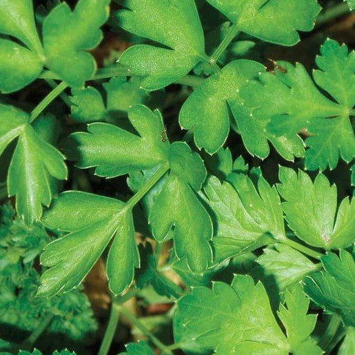 Herbs - Dark Green Italian Parsley Seeds - Indoor Farmer