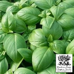 Herbs - Genovese Basil Seeds - Indoor Farmer