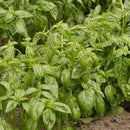Herbs - Genovese Organic Basil Seeds 0.5g (Approx. 324 seeds) - Indoor Farmer