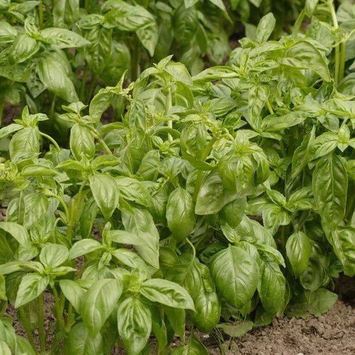 Herbs - Genovese Organic Basil Seeds - Indoor Farmer