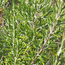 Herbs - Rosemary Seeds 0.12g (Approx. 94 seeds) - Indoor Farmer