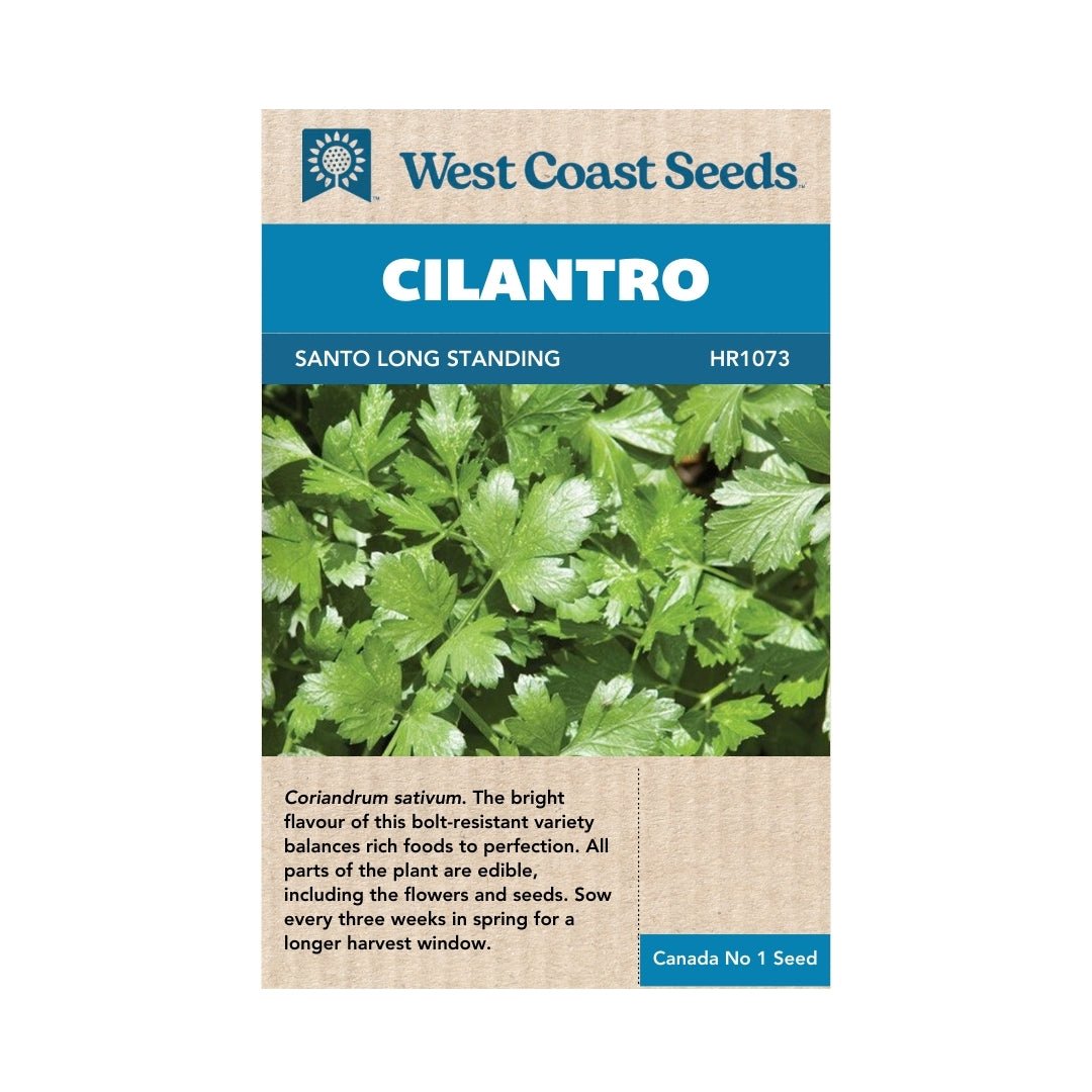 Santo Long Standing Cilantro Seeds