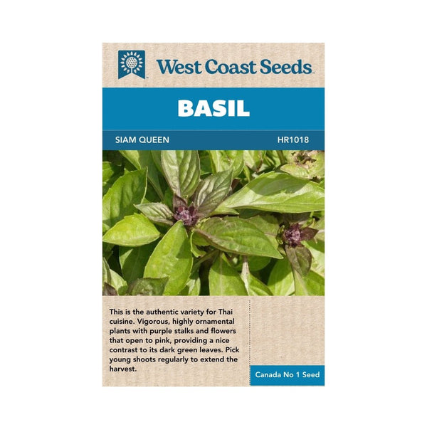 Herbs Siam Queen Thai Basil Seeds Indoor Farmer