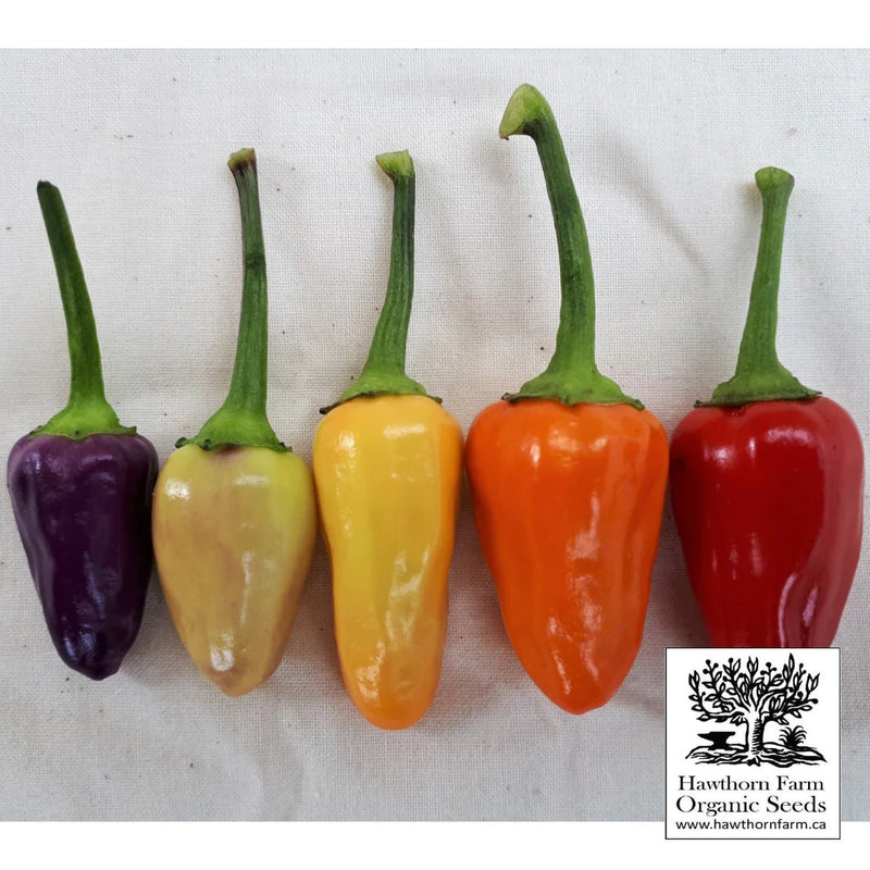 Hot Peppers - Chinese Five Colour Seeds - Indoor Farmer