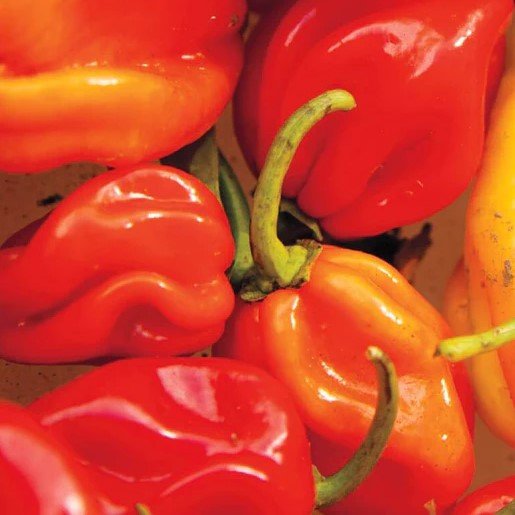 Hot Peppers - Habanero Pepper Seeds - Indoor Farmer