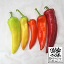 Hot Peppers - Hungarian Hot Wax Seeds 30 Seed Packet - Indoor Farmer