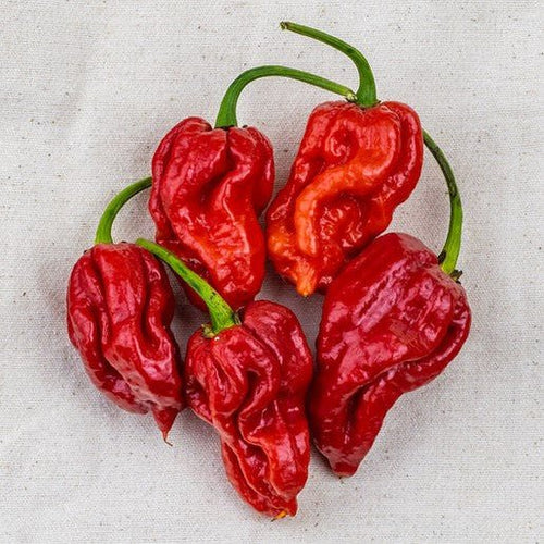 planting trinidad scorpion seeds Trinidad Moruga Scorpion Pepper Seeds