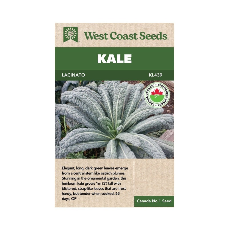 Kale - Lacinato Kale Seeds - Indoor Farmer