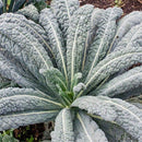 Kale - Lacinato Kale Seeds 1g (Approx. 328 Seeds) - Indoor Farmer