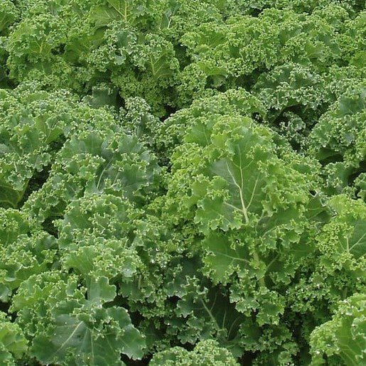 Kale - Starbor Kale Seeds - Indoor Farmer
