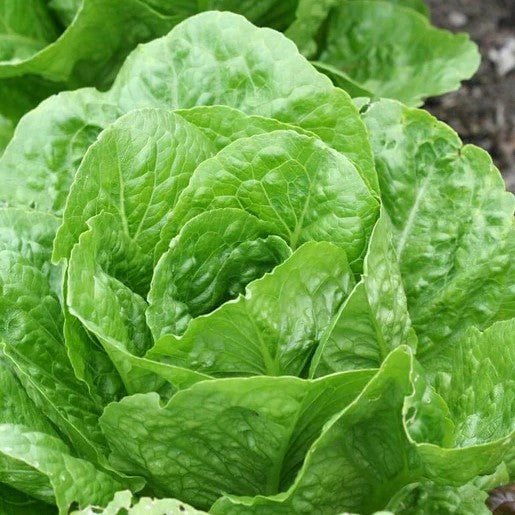Lettuce - Coastal Star Organic Lettuce Seeds - Indoor Farmer