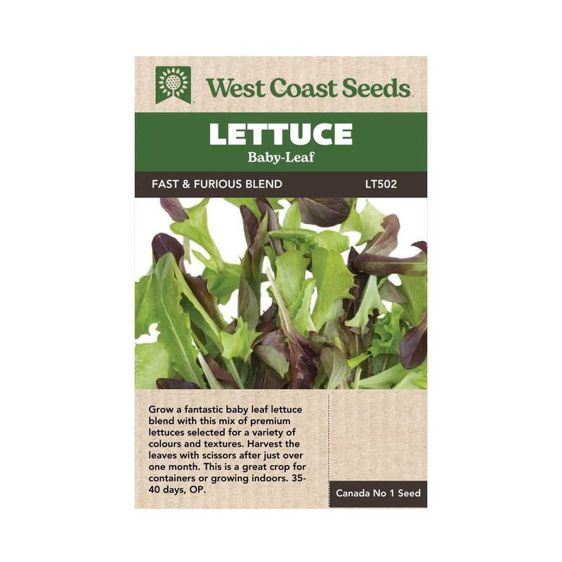 Lettuce - Fast and Furious Blend Organic Seeds 500 seeds - Indoor Farmer