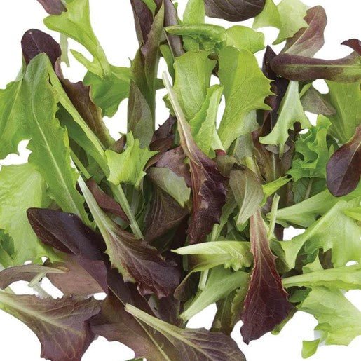 Lettuce - Fast and Furious Blend Organic Seeds - Indoor Farmer