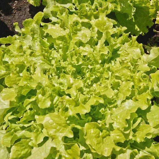 Lettuce - Green Salad Bowl Lettuce Seeds - Indoor Farmer