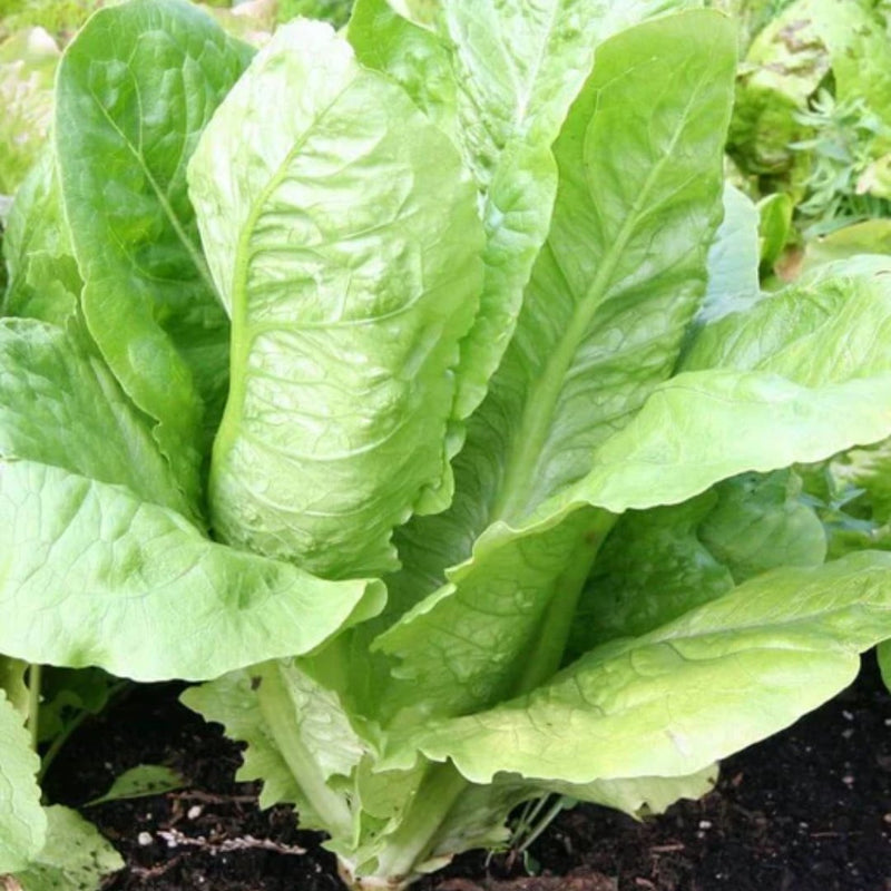 Lettuce - Parris Island Cos Romaine Seeds - Indoor Farmer