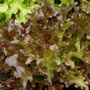 Lettuce - Red Salad Bowl Lettuce Seeds 0.5g (Approx. 950 seeds) - Indoor Farmer