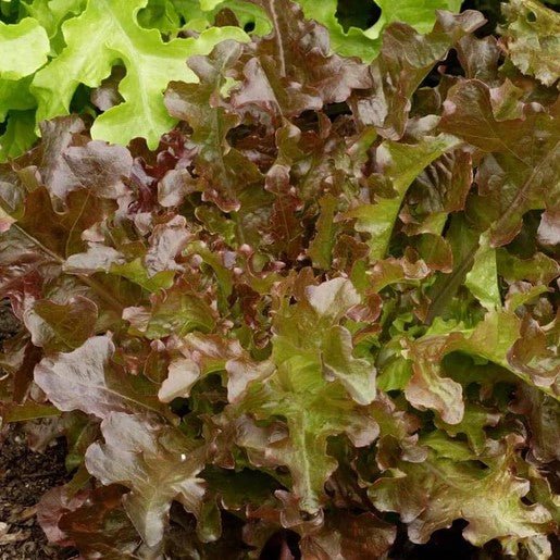 Lettuce - Red Salad Bowl Lettuce Seeds - Indoor Farmer