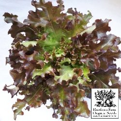 Lettuce - Red Salad Bowl Seeds - Indoor Farmer
