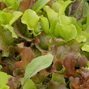 Lettuce - Super Gourmet Salad Blend Seeds 3g - Indoor Farmer