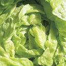 Lettuce - Tom Thumb Butterhead Lettuce Seeds 0.5g (Approx. 463 seeds) - Indoor Farmer