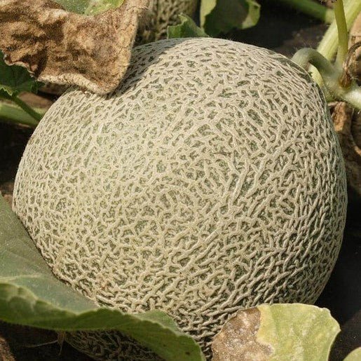 Melons - EarliChamp Cantaloupe Seeds - Indoor Farmer