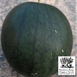 Melons - Sugar Baby Seeds - Indoor Farmer