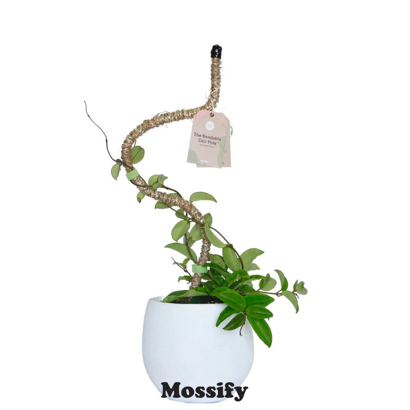 Mossify Original Bendable Coir Pole Plant Support - Indoor Farmer