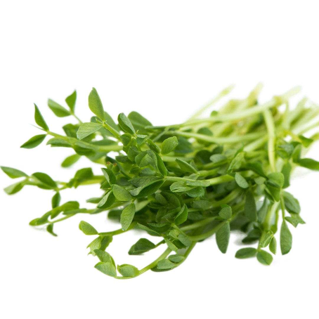 Mumm's Sprouting Seeds Speckled Peas - Indoor Farmer