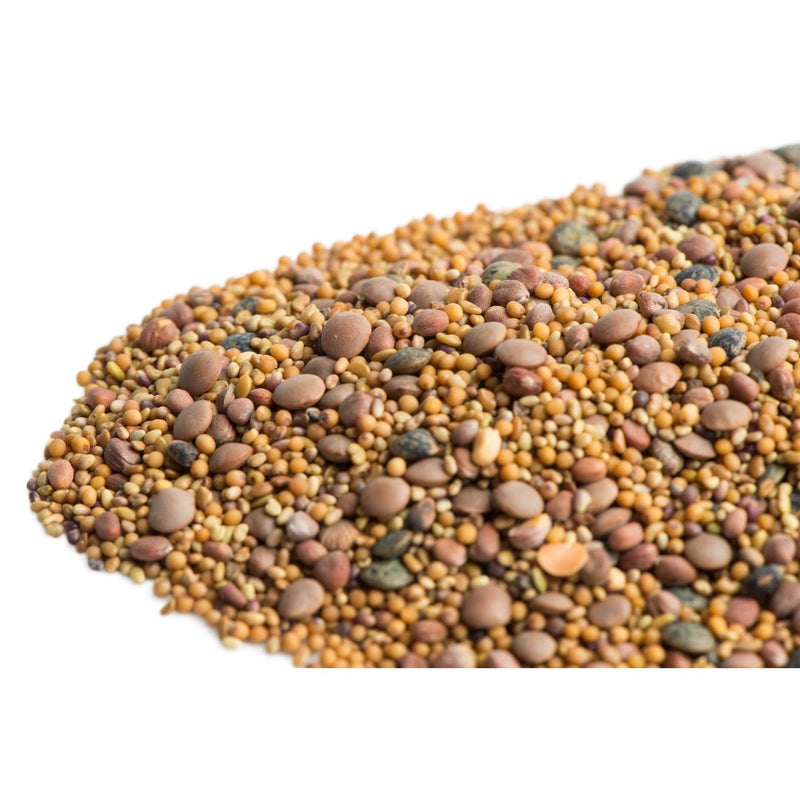 Mumm's Sprouting Seeds Spicy Lentil Crunch - Indoor Farmer
