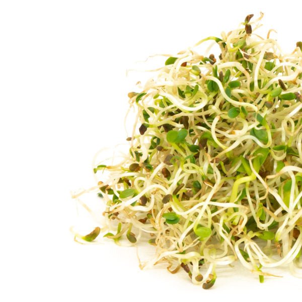 Mumm's Sprouting Seeds Spring Salad Mix - Indoor Farmer