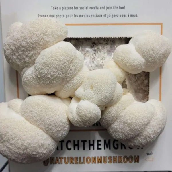 NatureLion Lion's Mane Mushroom Grow Kit - Indoor Farmer