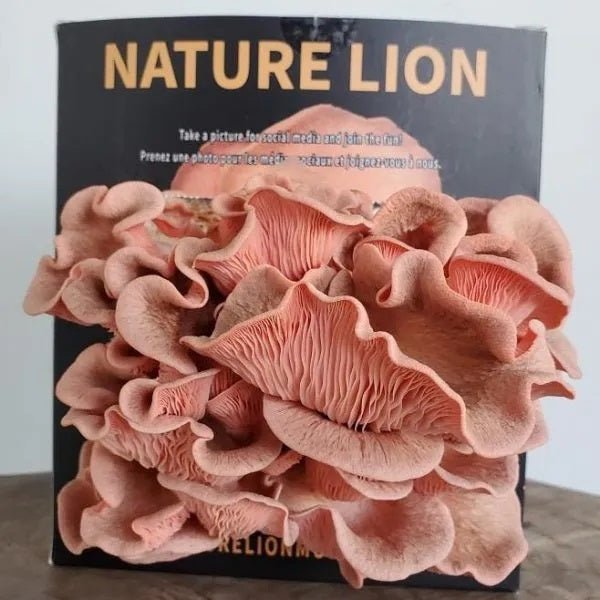 NatureLion Pink Oyster Mushroom Grow Kit - Indoor Farmer