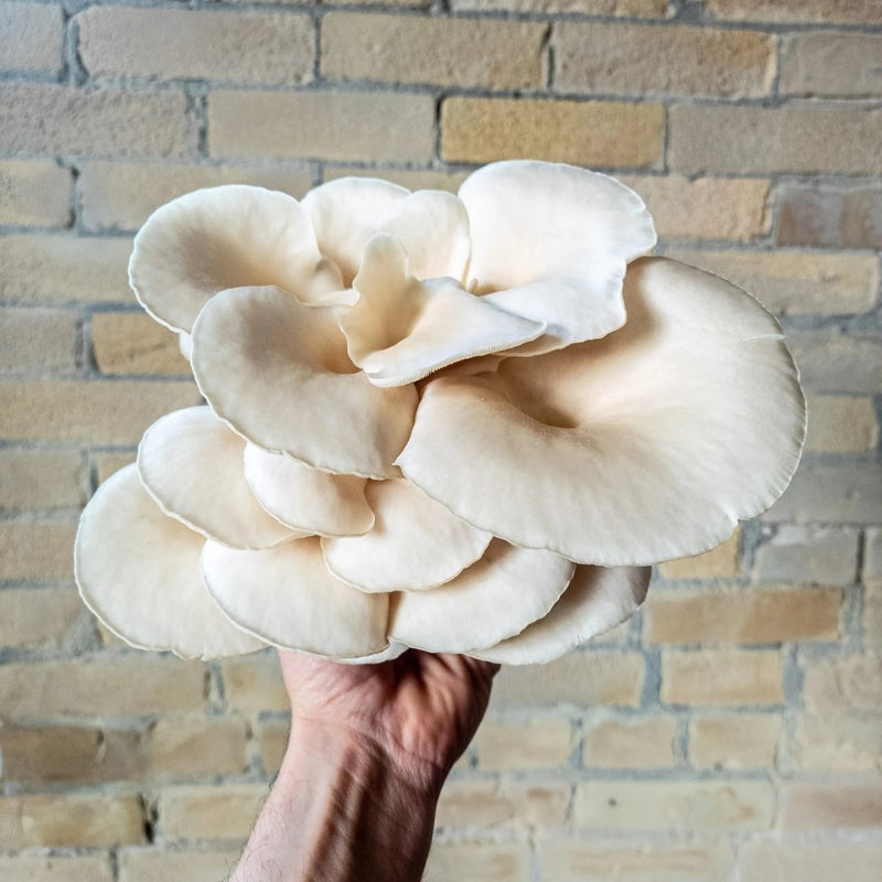 NatureLion White Oyster Mushroom Grow Kit - Indoor Farmer