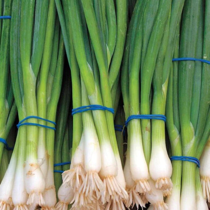 Onion - Ramrod Scallion Seeds - Indoor Farmer