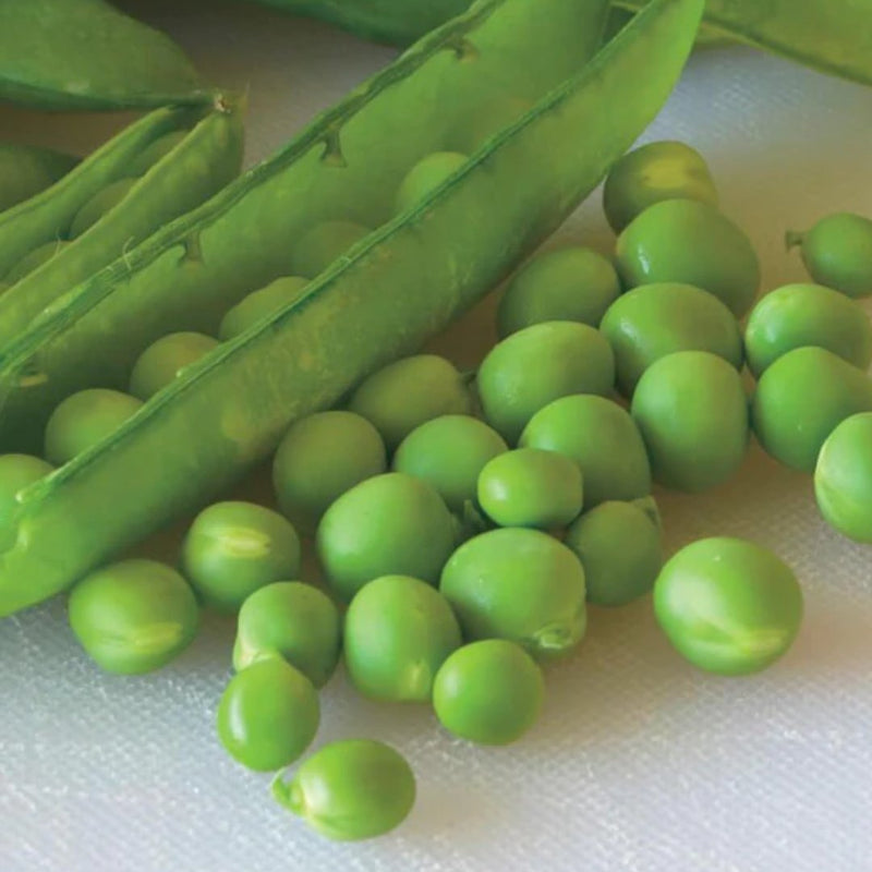Peas - Green Arrow Shelling Pea Seeds - Indoor Farmer