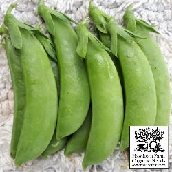Peas - Sugar Snap Seeds - Indoor Farmer
