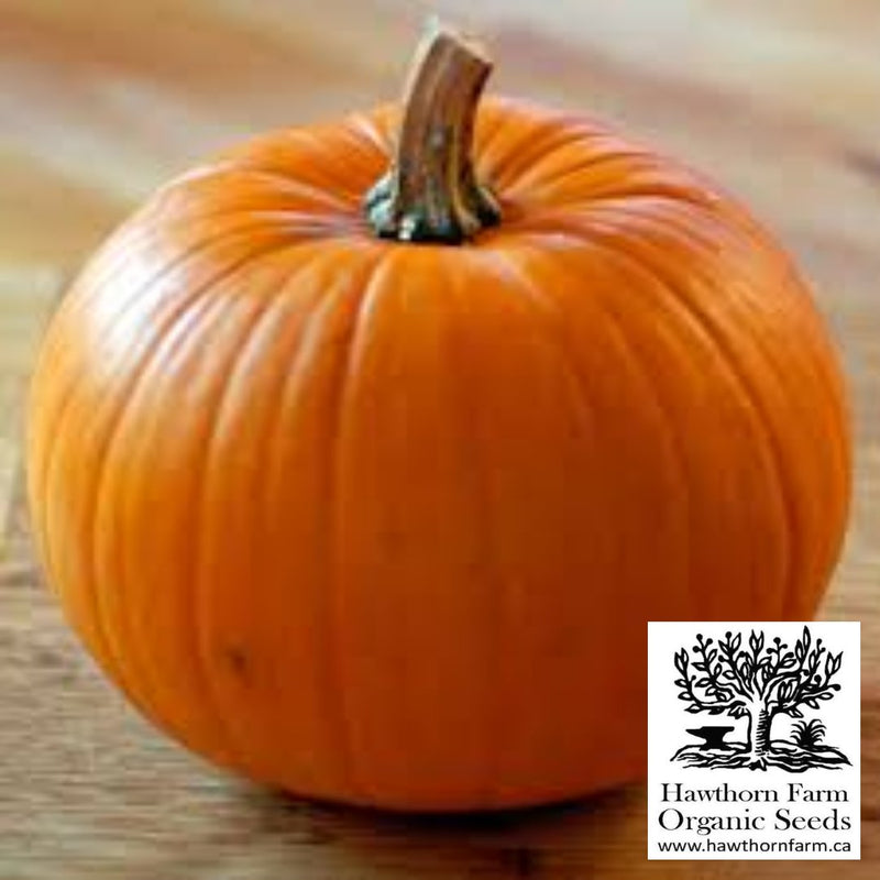 Pumpkin - New England Pie Seeds - Indoor Farmer