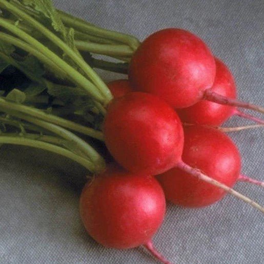 Radish - Cherriette Radish Seeds - Indoor Farmer