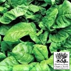 Spinach - Butterflay Spinach Seeds - Indoor Farmer
