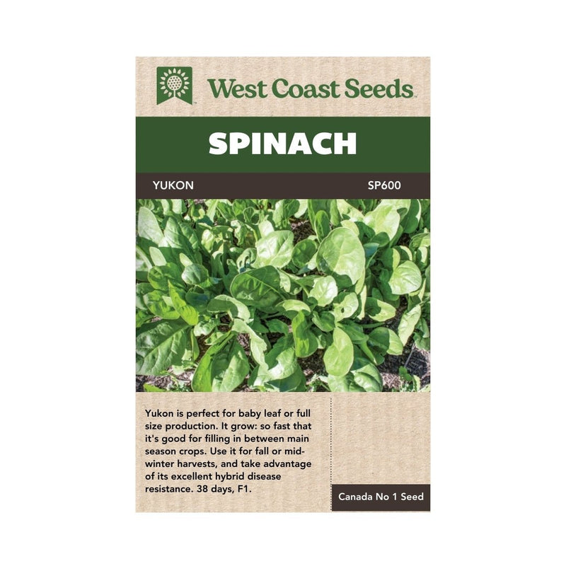 plant spinach seeds indoors Yukon Spinach Seeds