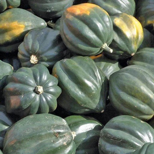 Squash - Reno Acorn Squash Seeds 9 seeds - Indoor Farmer