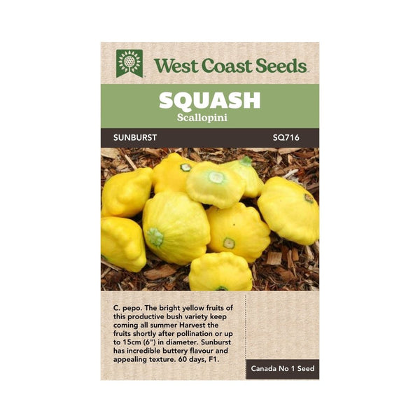 Squash - Sunburst Scallopini Seeds - Indoor Farmer